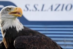  米体：拉齐奥将重启主场放飞雄鹰仪式，将由新任驯鹰师负责训练